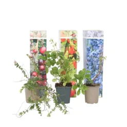 Hot Superfrukt - Set om 6 - Actinidia, Vaccinium - Höjd 25-40cm - ⌀9cm Buskar