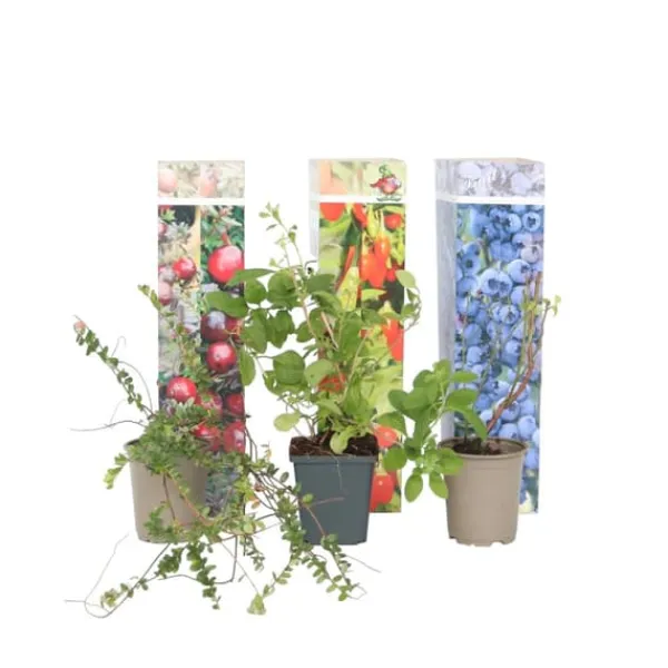 Hot Superfrukt - Set om 6 - Actinidia, Vaccinium - Höjd 25-40cm - ⌀9cm Buskar