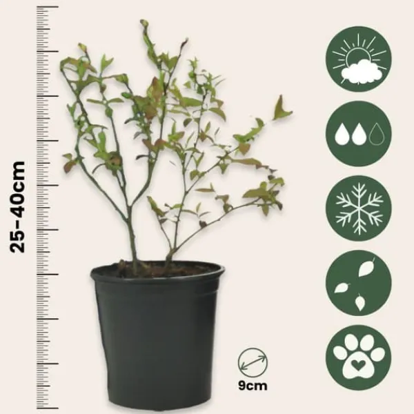 Hot Superfrukt - Set om 6 - Actinidia, Vaccinium - Höjd 25-40cm - ⌀9cm Buskar