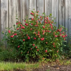 Hot Superfrukt - Set om 6 - Actinidia, Vaccinium - Höjd 25-40cm - ⌀9cm Buskar
