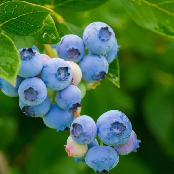 Hot Superfrukt - Set om 6 - Actinidia, Vaccinium - Höjd 25-40cm - ⌀9cm Buskar