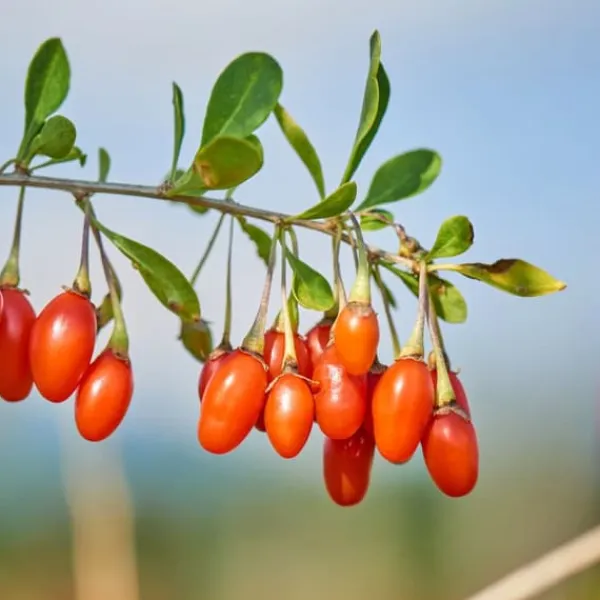 Hot Superfrukt - Set om 6 - Actinidia, Vaccinium - Höjd 25-40cm - ⌀9cm Buskar