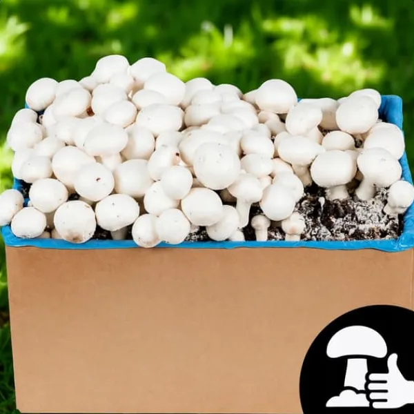 Svampar för odling Svampgryn 30 kg Stort set Instruktioner + Gratis
