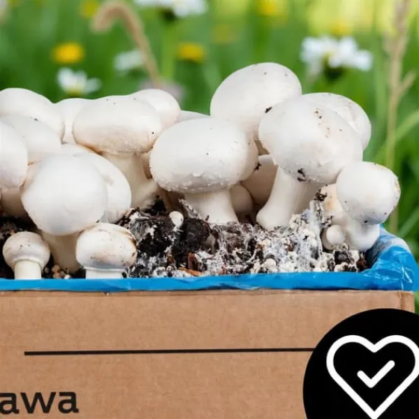 Svampodlingskit 5 kg mycel Hemma svampodling + Gratis Kit För Växt- & Örtplantering