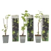 Outlet Svarta vinbär - Set om 3 - Ribes Nigrum - Höjd 25-40cm - ⌀9cm Buskar