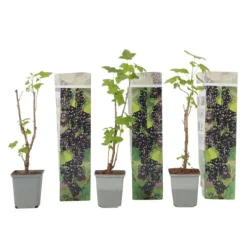Outlet Svarta vinbär - Set om 3 - Ribes Nigrum - Höjd 25-40cm - ⌀9cm Buskar