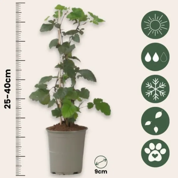 Outlet Svarta vinbär - Set om 3 - Ribes Nigrum - Höjd 25-40cm - ⌀9cm Buskar