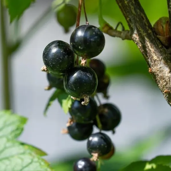 Outlet Svarta vinbär - Set om 3 - Ribes Nigrum - Höjd 25-40cm - ⌀9cm Buskar