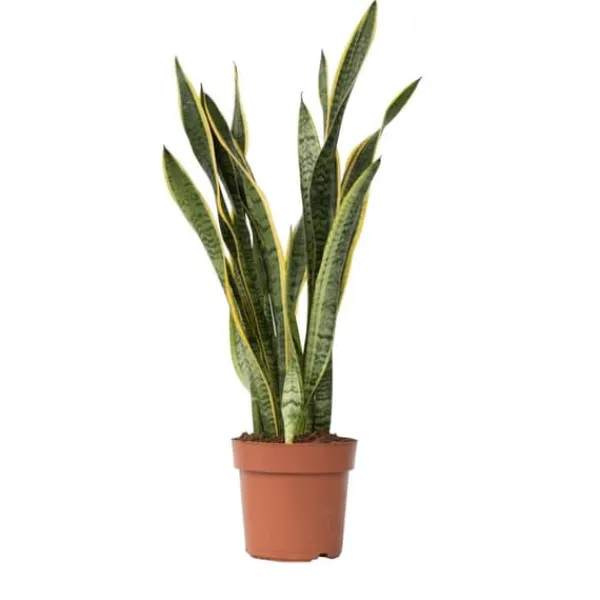 New Svärmorstunga - Sansevieria trifasciata Laurentii - Höjd 65-75cm - ⌀21cm Krukväxter Inomhus