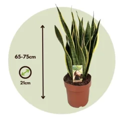 New Svärmorstunga - Sansevieria trifasciata Laurentii - Höjd 65-75cm - ⌀21cm Krukväxter Inomhus