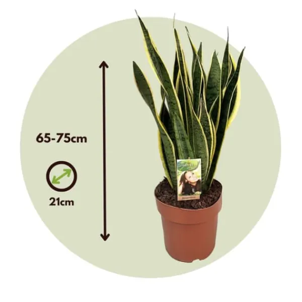 New Svärmorstunga - Sansevieria trifasciata Laurentii - Höjd 65-75cm - ⌀21cm Krukväxter Inomhus