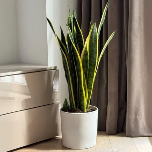 New Svärmorstunga - Sansevieria trifasciata Laurentii - Höjd 65-75cm - ⌀21cm Krukväxter Inomhus