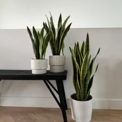 New Svärmorstunga - Sansevieria trifasciata Laurentii - Höjd 65-75cm - ⌀21cm Krukväxter Inomhus
