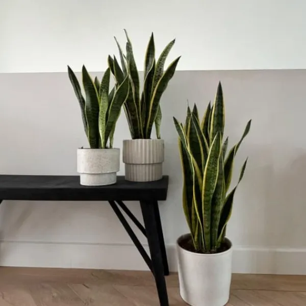 New Svärmorstunga - Sansevieria trifasciata Laurentii - Höjd 65-75cm - ⌀21cm Krukväxter Inomhus