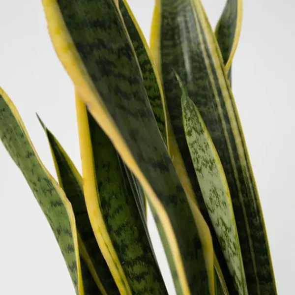 New Svärmorstunga - Sansevieria trifasciata Laurentii - Höjd 65-75cm - ⌀21cm Krukväxter Inomhus