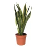Discount Svärmorstunga - Sansevieria trifasciata Laurentii - Höjd 40-50cm - ⌀14cm Krukväxter Inomhus