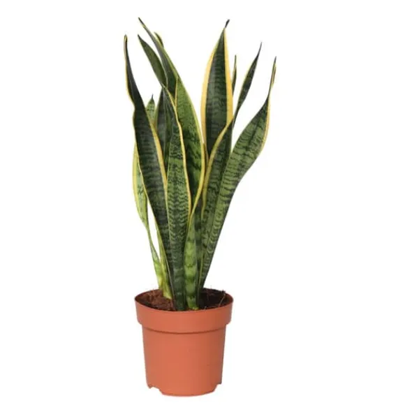 Discount Svärmorstunga - Sansevieria trifasciata Laurentii - Höjd 40-50cm - ⌀14cm Krukväxter Inomhus