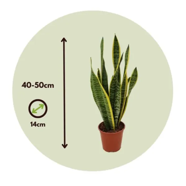 Discount Svärmorstunga - Sansevieria trifasciata Laurentii - Höjd 40-50cm - ⌀14cm Krukväxter Inomhus