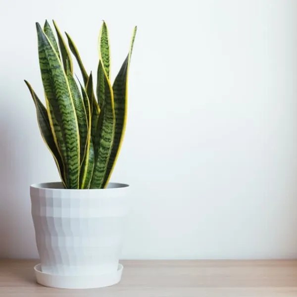 Discount Svärmorstunga - Sansevieria trifasciata Laurentii - Höjd 40-50cm - ⌀14cm Krukväxter Inomhus
