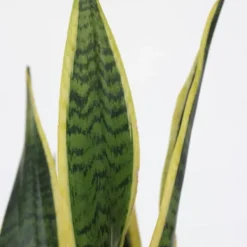 Discount Svärmorstunga - Sansevieria trifasciata Laurentii - Höjd 40-50cm - ⌀14cm Krukväxter Inomhus
