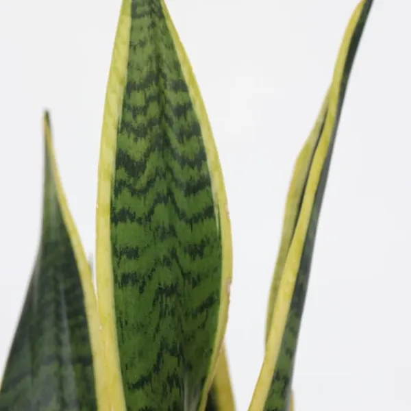 Discount Svärmorstunga - Sansevieria trifasciata Laurentii - Höjd 40-50cm - ⌀14cm Krukväxter Inomhus