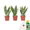 Sale Svärmorstunga - Set om 3 - Sansevieria trifasciata - Höjd 35-40cm - ⌀12cm Krukväxter Inomhus