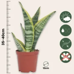 Sale Svärmorstunga - Set om 3 - Sansevieria trifasciata - Höjd 35-40cm - ⌀12cm Krukväxter Inomhus