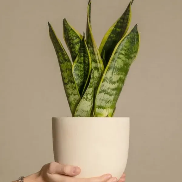 Sale Svärmorstunga - Set om 3 - Sansevieria trifasciata - Höjd 35-40cm - ⌀12cm Krukväxter Inomhus