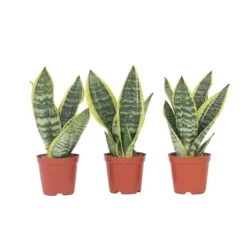New Svärmorstunga - Set om 3 - Sansevieria trifasciata - Höjd 35-40cm - ⌀12cm Krukväxter Inomhus