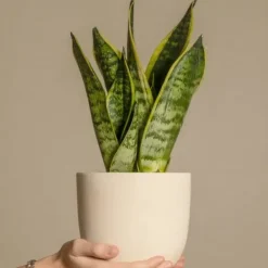 New Svärmorstunga - Set om 3 - Sansevieria trifasciata - Höjd 35-40cm - ⌀12cm Krukväxter Inomhus