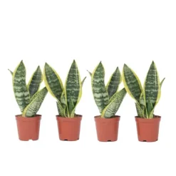 Svärmorstunga - Set om 4 - Sansevieria trifasciata - Höjd 35-40cm - ⌀12cm