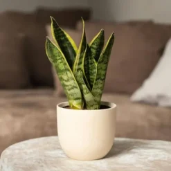 Svärmorstunga - Set om 4 - Sansevieria trifasciata - Höjd 35-40cm - ⌀12cm