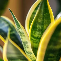 Svärmorstunga - Set om 4 - Sansevieria trifasciata - Höjd 35-40cm - ⌀12cm