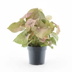 Syngonium 'Red Heart' - Krukväxt Ø14 cm, Höjd ca 30 cm