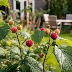 Taybär - Set om 3 - Rubus 'Tayberry' - Höjd 25-40cm - ⌀9cm