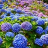TD Hortensior 3st15-20cm Lövfällande buske Perenn växt Hortensia Trädgård Hemmakontor Trädgårdsdekoration Växter Bra