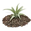 Tillandsia capitata - bulkplanta - liten