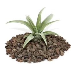 Tillandsia capitata - bulkplanta - liten
