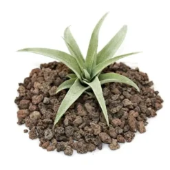 Tillandsia capitata - bulkplanta - liten