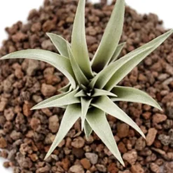 Tillandsia capitata - bulkplanta - liten