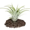 Clearance Tillandsia capitata - växt i storpack - stor Krukväxter Inomhus