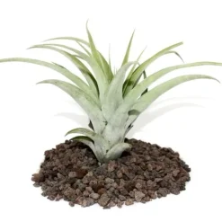 Clearance Tillandsia capitata - växt i storpack - stor Krukväxter Inomhus