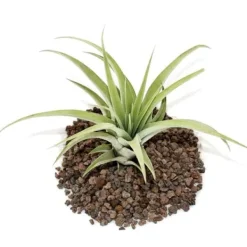 Clearance Tillandsia capitata - växt i storpack - stor Krukväxter Inomhus