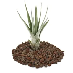 Discount Tillandsia fasciculata - växt i lösvikt - liten Krukväxter Inomhus
