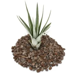 Discount Tillandsia fasciculata - växt i lösvikt - liten Krukväxter Inomhus