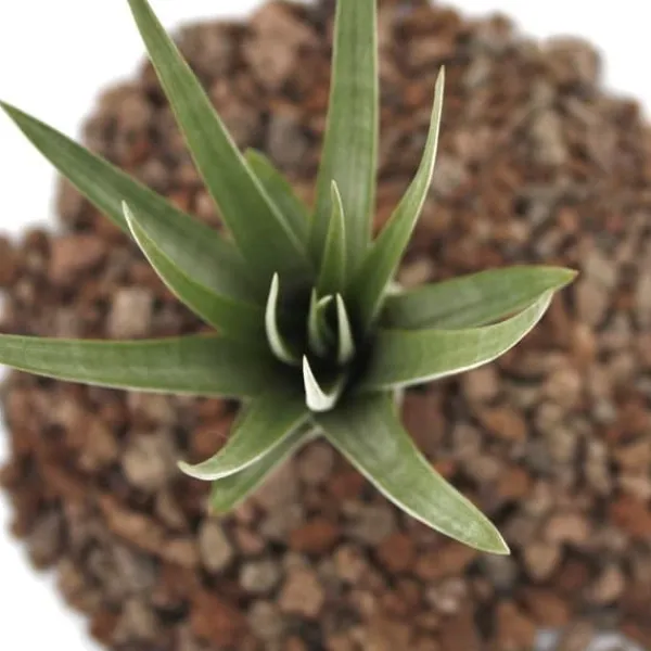 Discount Tillandsia fasciculata - växt i lösvikt - liten Krukväxter Inomhus