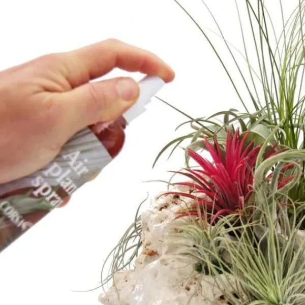 Hot Tillandsia gödsel - färdig att blanda i sprayflaskan - 150ml Gödningsmedel
