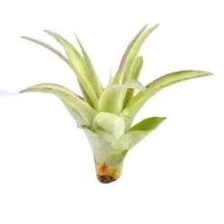 Tillandsia MULTIFLORA R 7 cm – luftväxt utan jord Krukväxter Inomhus