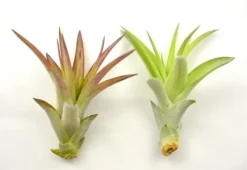 Tillandsia MULTIFLORA R 7 cm – luftväxt utan jord Krukväxter Inomhus