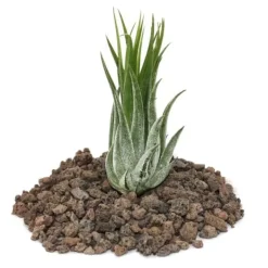 Tillandsia scarposa - växt i lösvikt